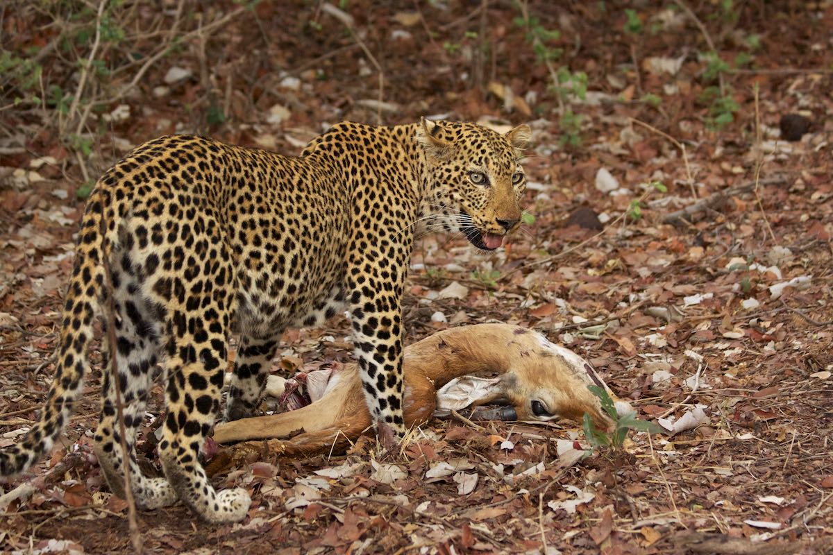 South luangwa 32