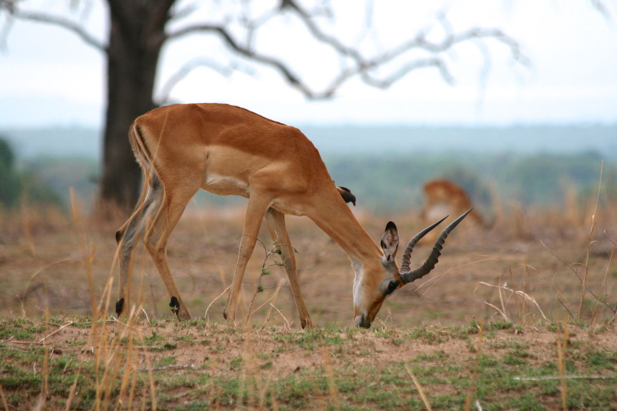 South luangwa 62
