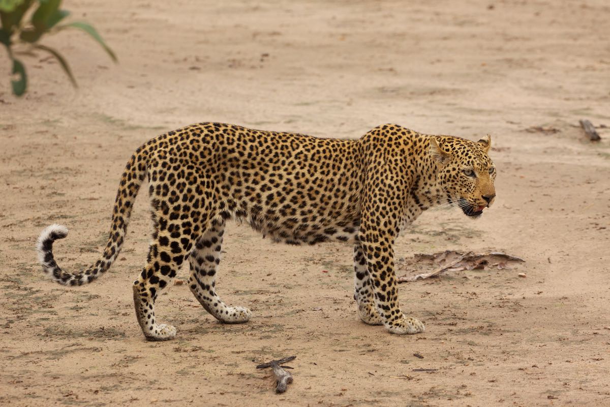 South luangwa 8