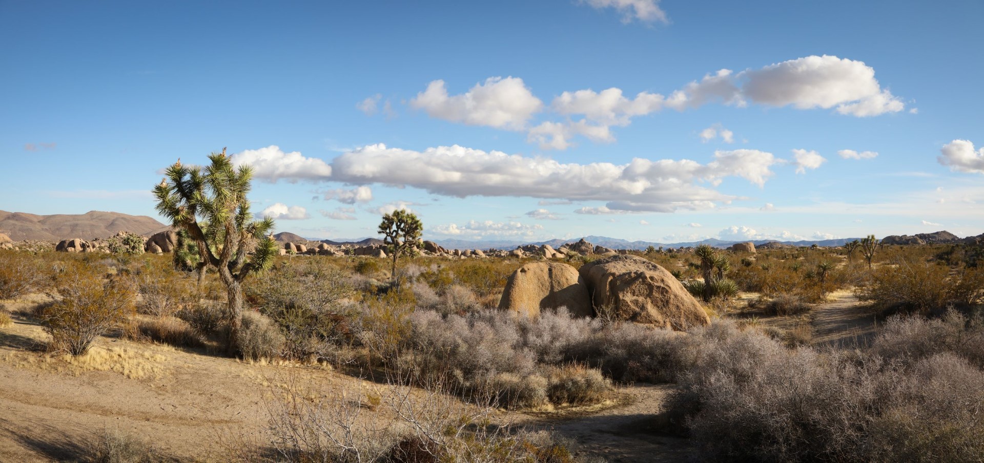Joshua Tree National Park