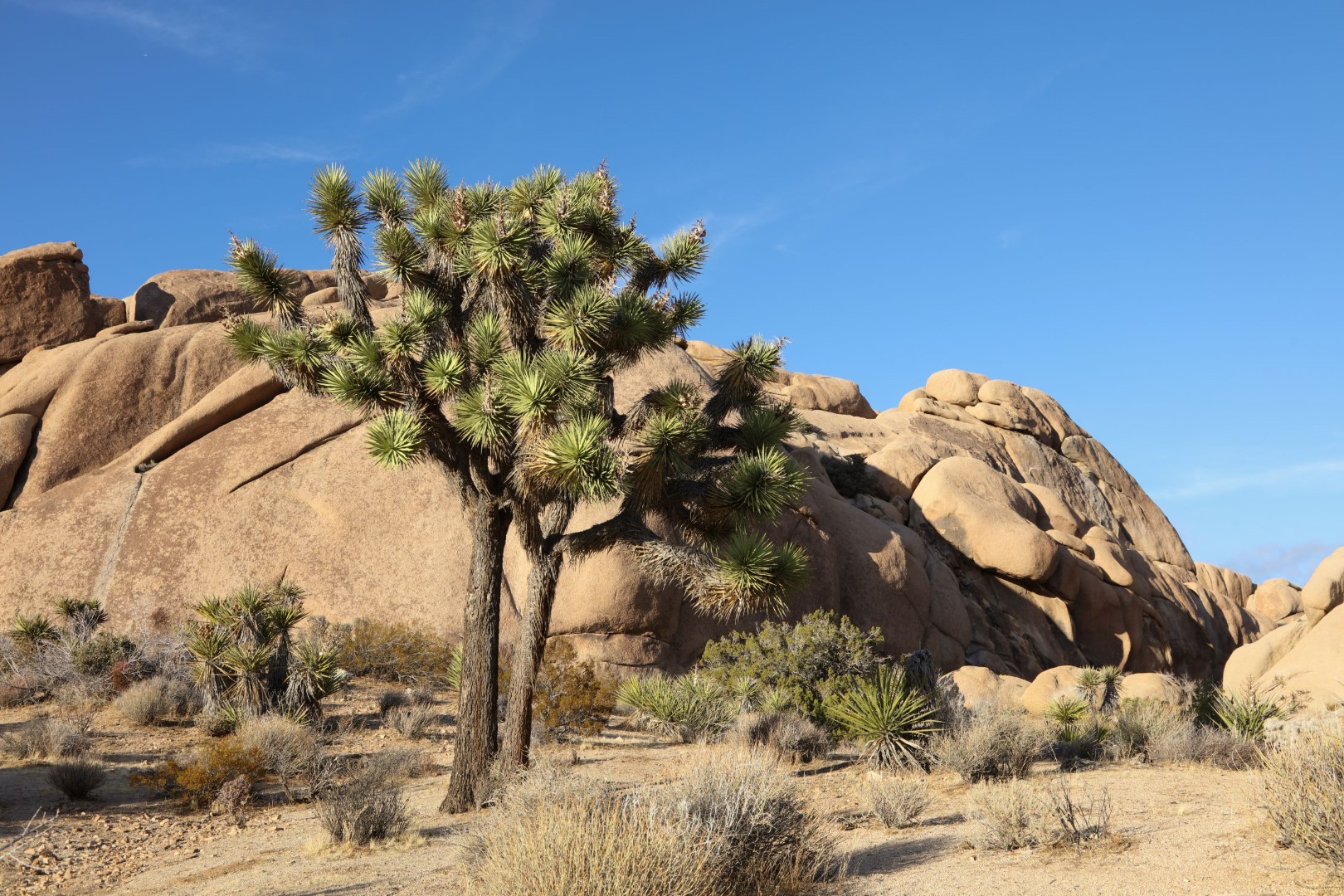 Joshua Tree National Park