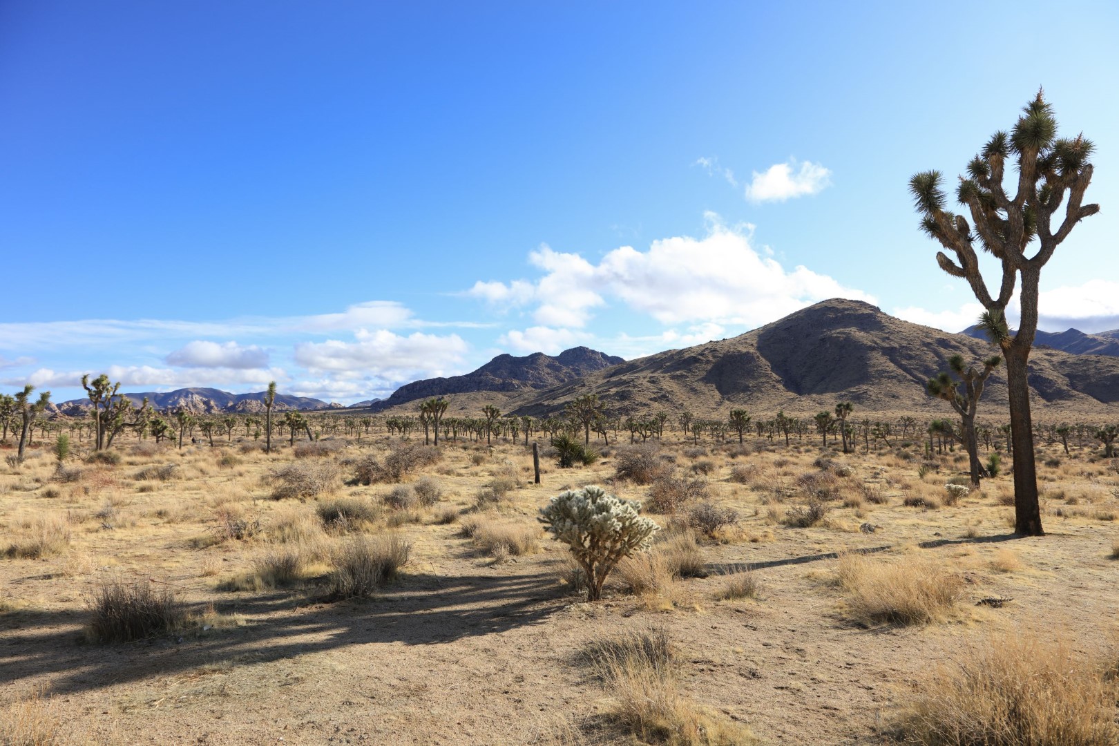 Joshua Tree National Park
